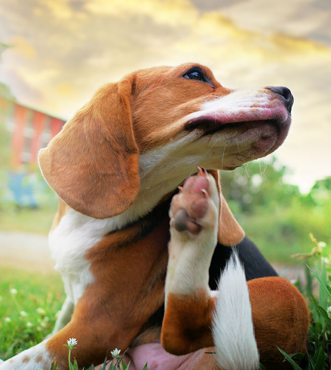 beagle scratching small