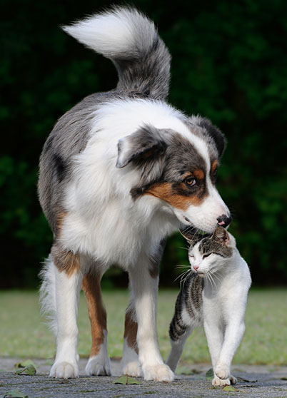 Dog and Cat