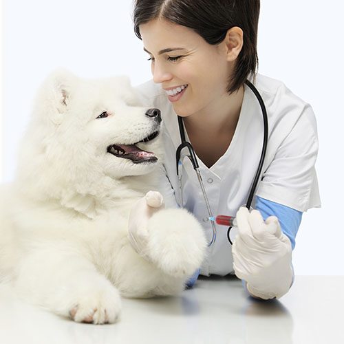 vet with eskimo dog on table